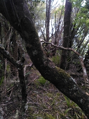 Leucopogon fasciculatus