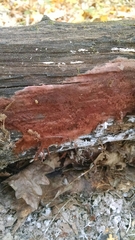 Botryobasidium aureum