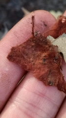 Botryobasidium aureum