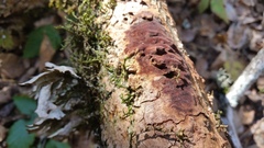 Fuscoporia ferruginosa