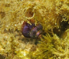 Calliostoma supragranosum