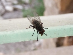 Calyptratae
