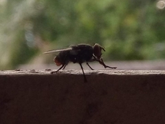 Calyptratae
