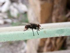 Calyptratae