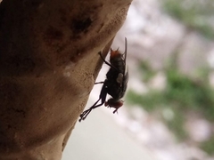 Calyptratae