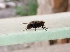 Calyptratae