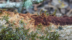 Fuscoporia ferruginosa