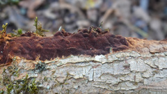Fuscoporia ferruginosa