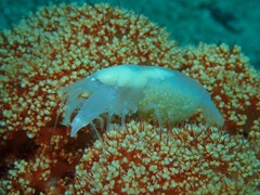Synalpheus neomeris
