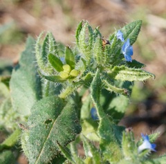 Anchusa arvensis orientalis