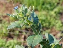 Anchusa arvensis orientalis
