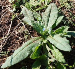 Anchusa arvensis orientalis
