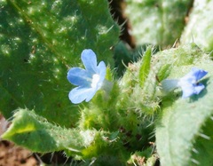 Anchusa arvensis orientalis