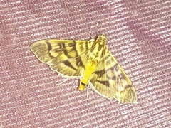 Arthromastix lauralis