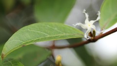 Ichnocarpus frutescens