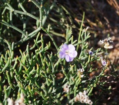 Limonium caspium