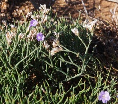Limonium caspium