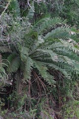 Encephalartos altensteinii