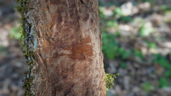 Fuscoporia ferruginosa