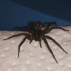 Lycosidae