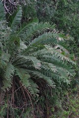 Encephalartos altensteinii