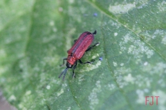 Pentispa suturalis