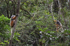 Propithecus diadema