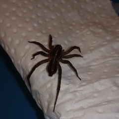 Lycosidae