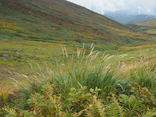 Calamagrostis matsumurae iNat (1)