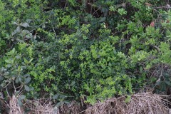 Azima tetracantha