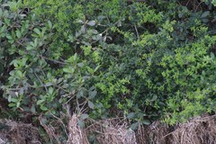 Azima tetracantha