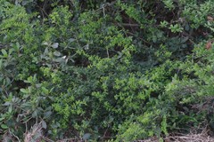Azima tetracantha