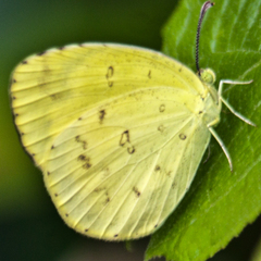 Eurema hecabe hecabe