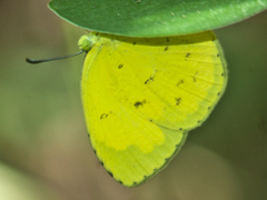 Eurema hecabe hecabe