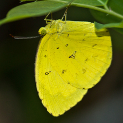 Eurema hecabe hecabe