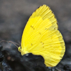 Eurema hecabe hecabe
