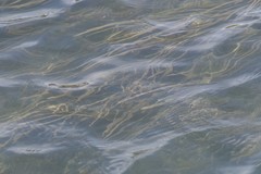Zostera capensis