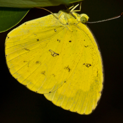 Eurema hecabe hecabe