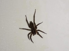 Lycosidae