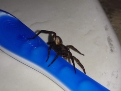 Lycosidae
