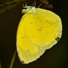 Eurema hecabe hecabe