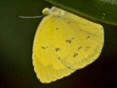 Eurema hecabe hecabe