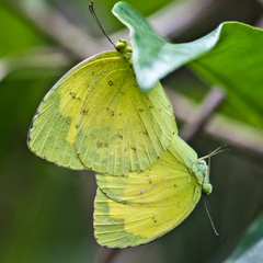 Eurema hecabe hecabe