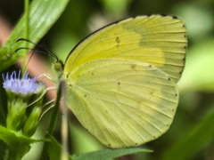 Eurema hecabe hecabe
