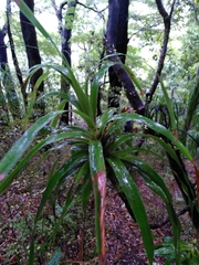 Dracophyllum traversii