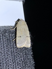 Abagrotis