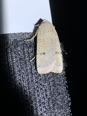 Abagrotis