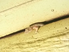 Hemidactylus mabouia