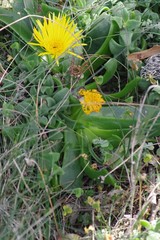 Glottiphyllum
