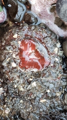Urticina clandestina